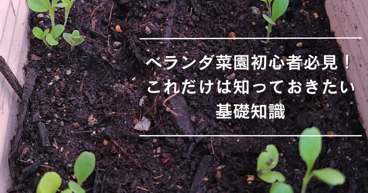 自家製のレタスの芽が生えているプランターの画像。ベランダ菜園初心者必見！これだけは知っておきたい基礎知識というタイトルの記事のアイキャッチ画像。