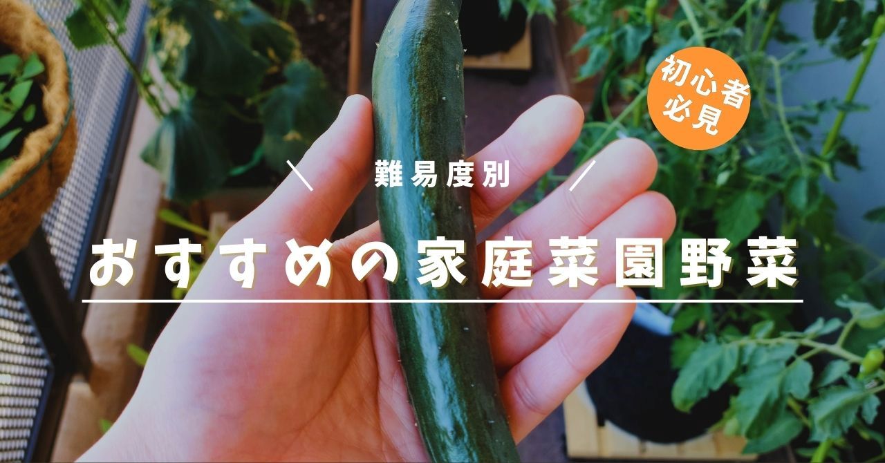 みずみずしいキュウリ、収穫された野菜の実り