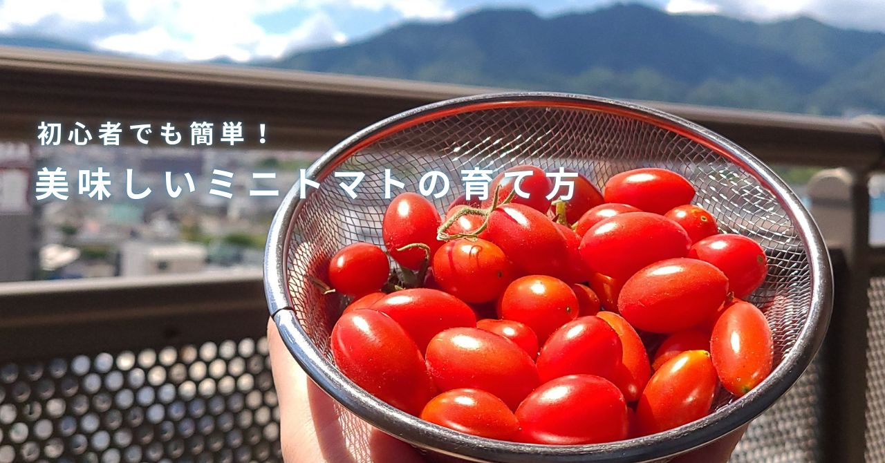 収穫したミニトマトを空に掲げる写真